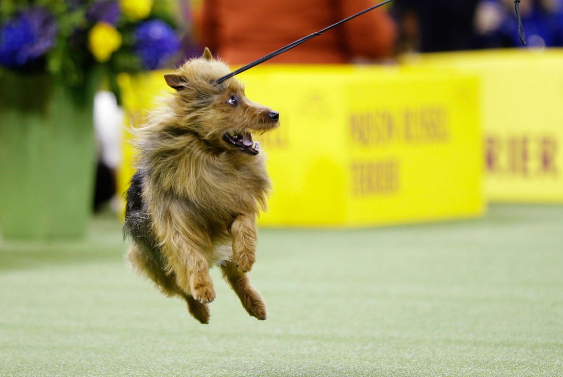 THIS. DOG. RUNS. THE. MTA. (Frank Franklin II/AP/Shutterstock)